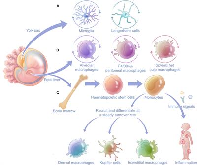 Macrophages as Emerging Key Players in Mitochondrial Transfers